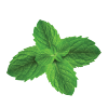 Menta